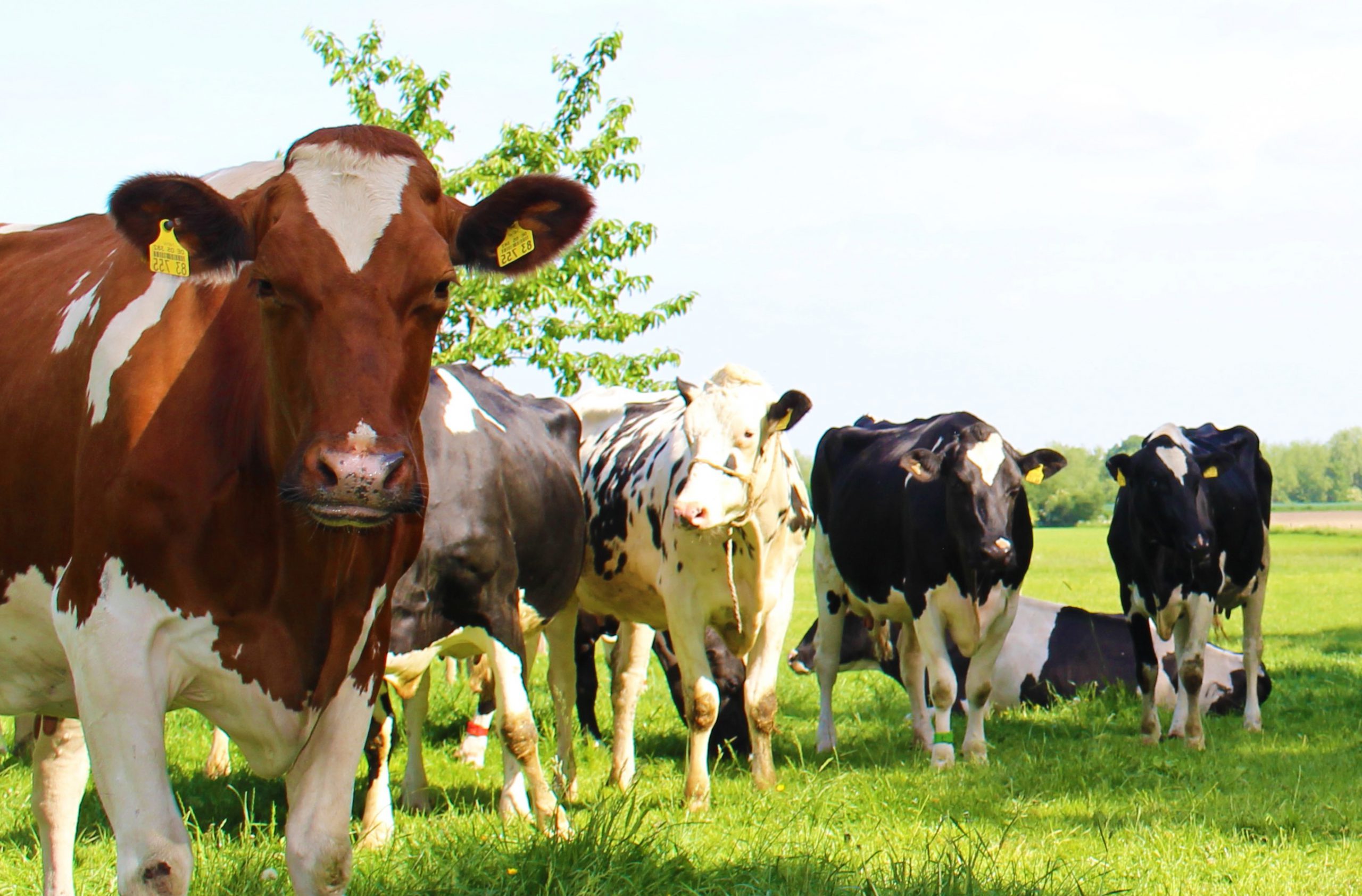 Hof Engemann Frische Landmilch und mehr!